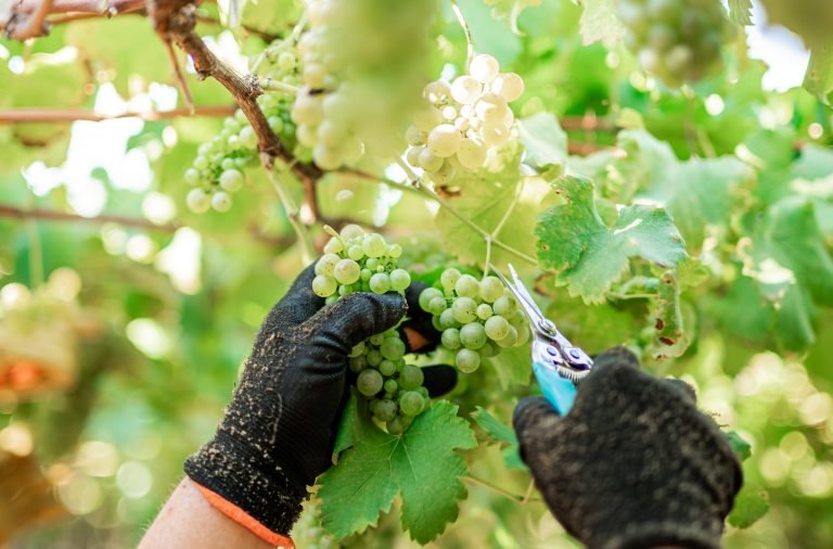 A arte da colheita: do parreiral à garrafa